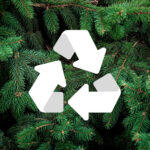 Δωρεάν Συλλογή και Κομποστοποίηση Χριστουγεννιάτικων Δένδρων από τον Δήμο Πεντέλης – Μετά τις 7 Ιανουαρίου 2026